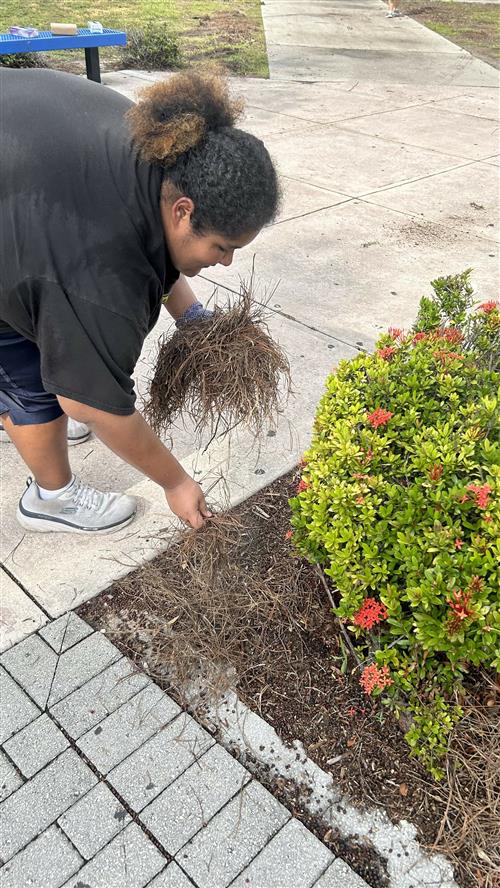 FBLA member adds mulch.